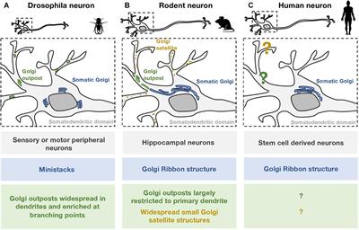 Local Secretory Trafficking Pathways in Neurons and the Role of Dendritic Golgi Outposts in Different Cell Models